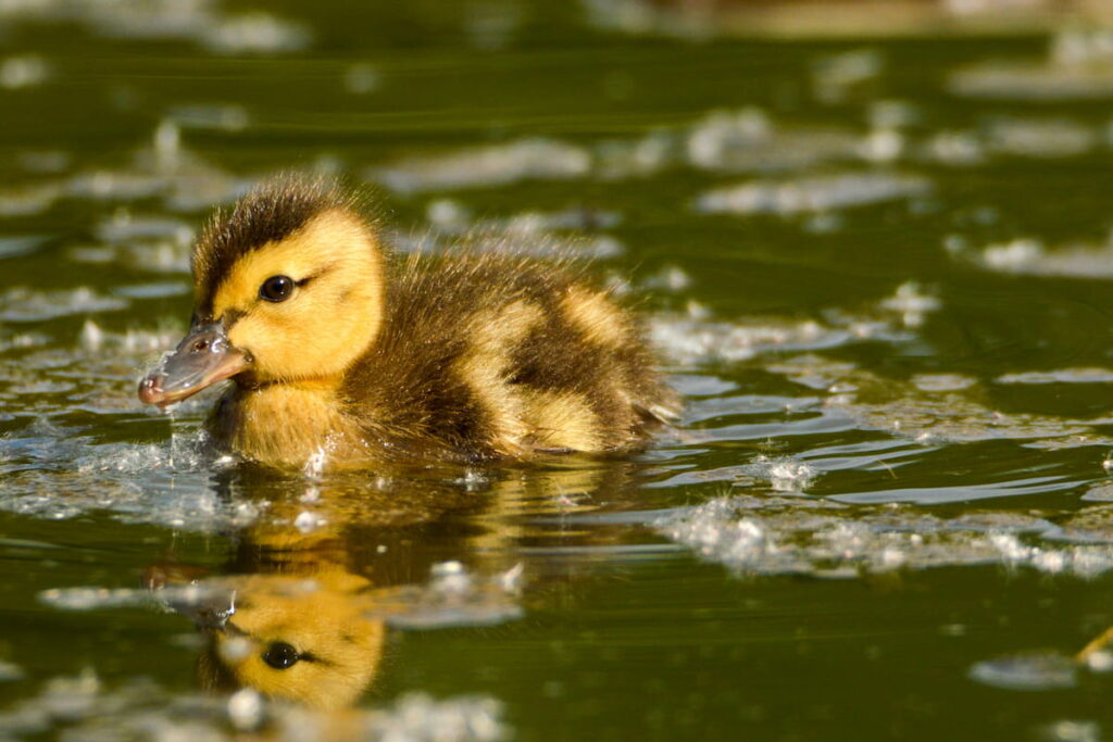 duckling playing in the water