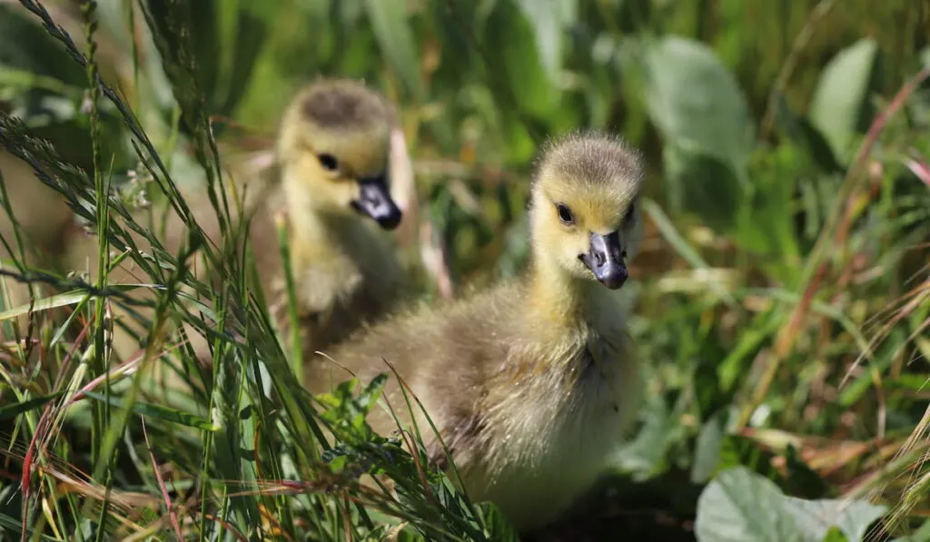 Rouen Ducklings