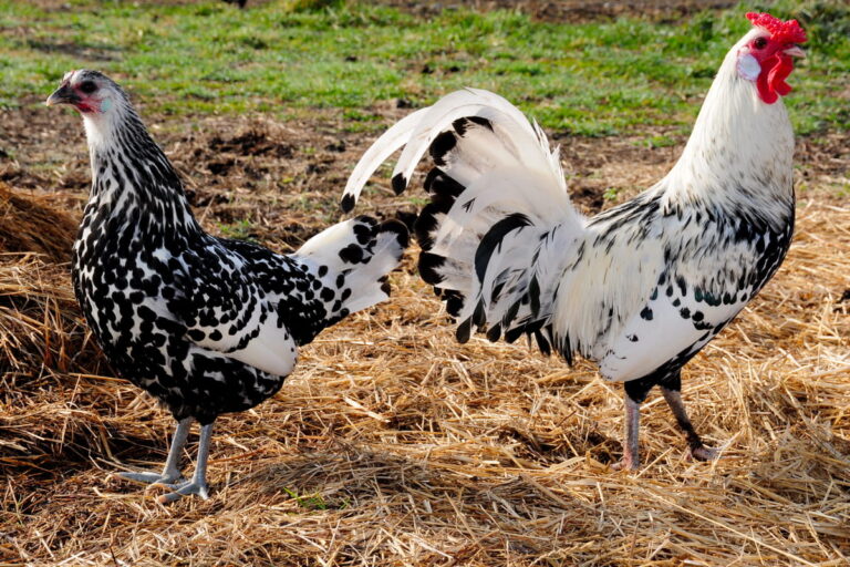 Spangling Chicken Color 11 Speckled Chicken Breeds - The Hip Chick