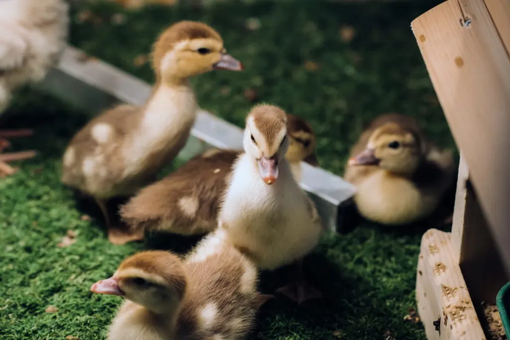 Gadwall little ducklings bask in the sun on the grass