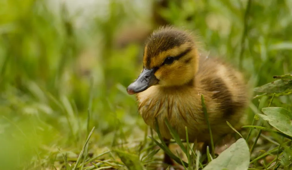 mallard duckling