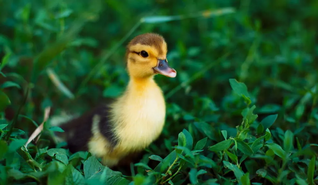 Young Northern Shoveler Ducklings on green grass 