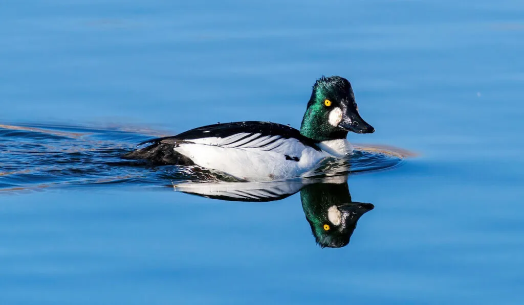 A Common Goldeneye duck swimming in calm, blue waters with a nice head reflection.
