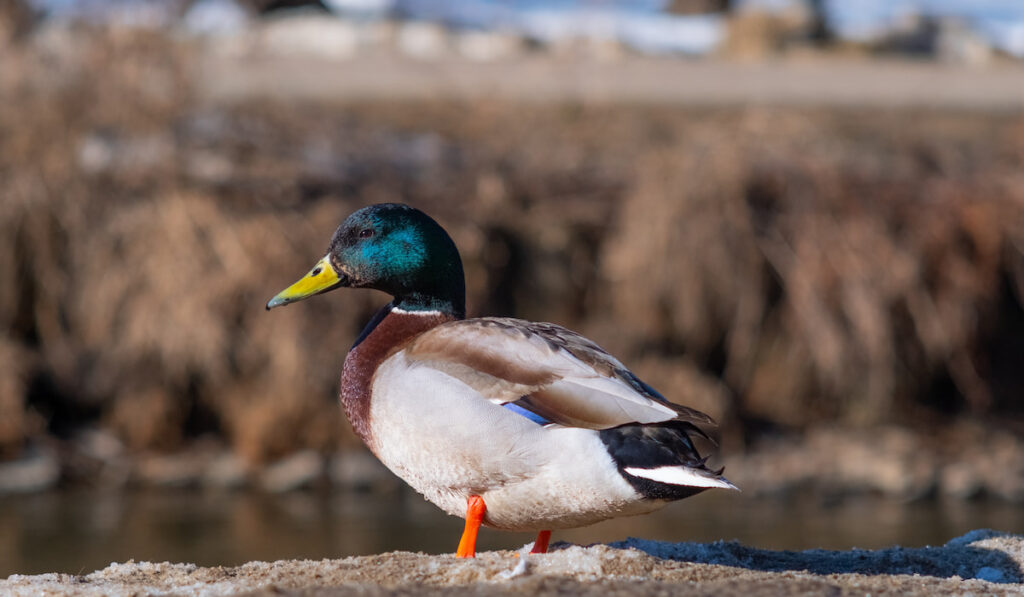 A Mallard duck standing near the lake