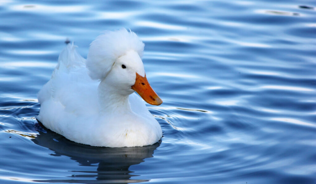A white crested white duck swims on a lovely pond.
