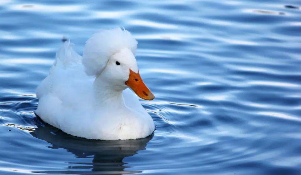 A white crested white duck swims on a lovely pond.