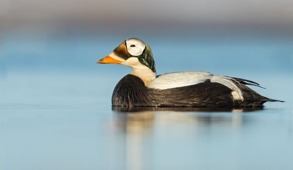 Adult male Spectacled Eider (Somateria fischeri) swimming on an arctic tundra pond