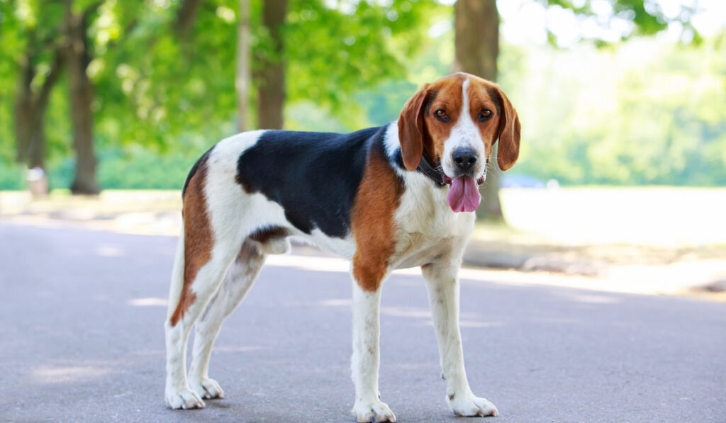 American Foxhound with his tongue out looking at the camera in a public park