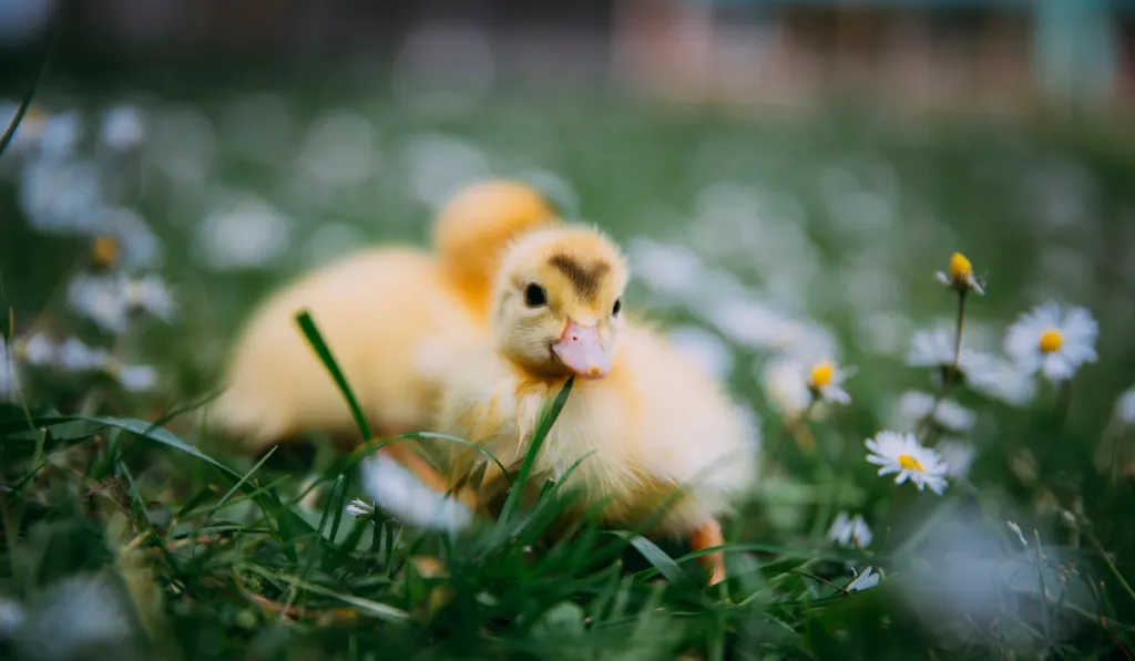 Baby duck in green grass.
