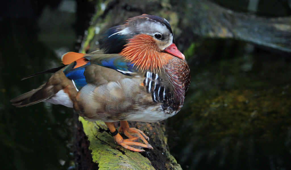 Beautiful Mandarin duck resting on a tree branch near water