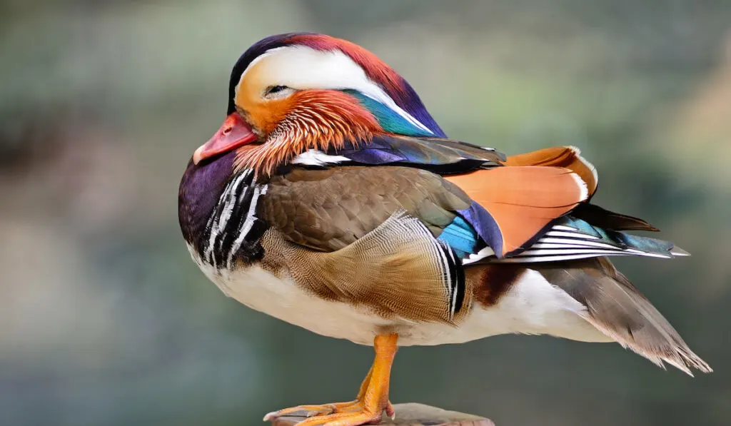 Beautiful male Mandarin Duck on blurry background