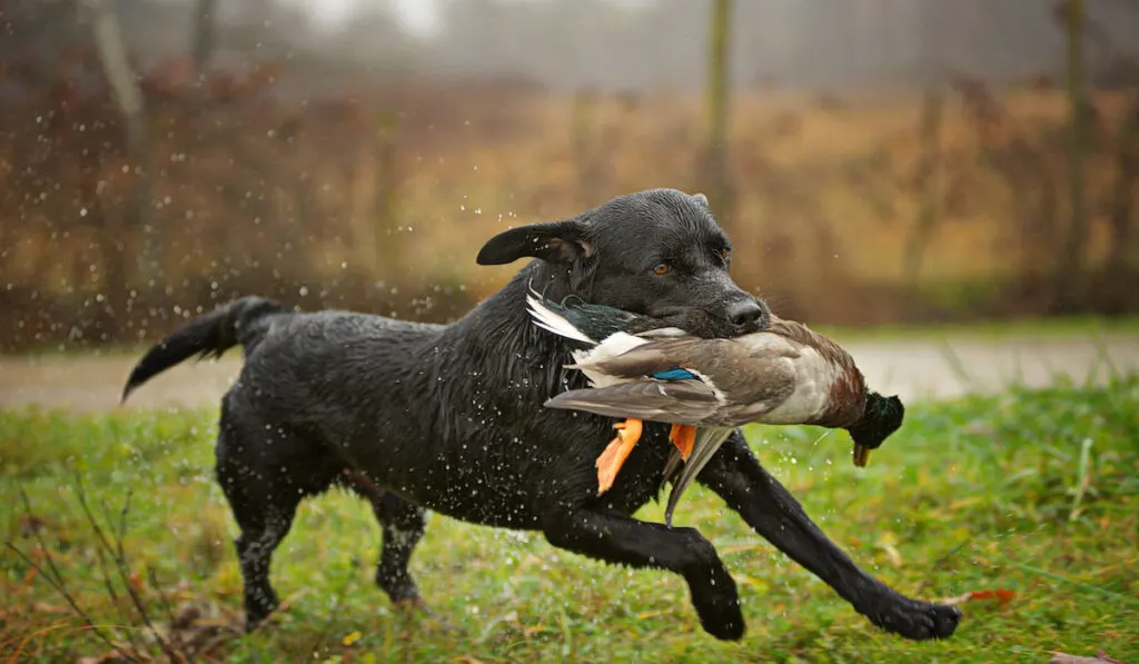 Black Labrador Retriever is running and fetching a duck. Duck hunting concept