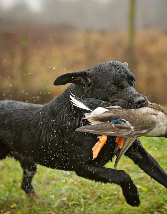 Black-Labrador-Retriever-is-running-and-fetching-a-duck.-Duck-hunting-concept