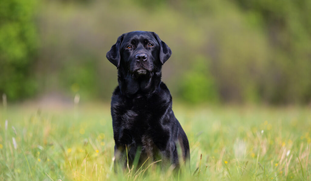 Black Labrador Retriever on a spring meadow