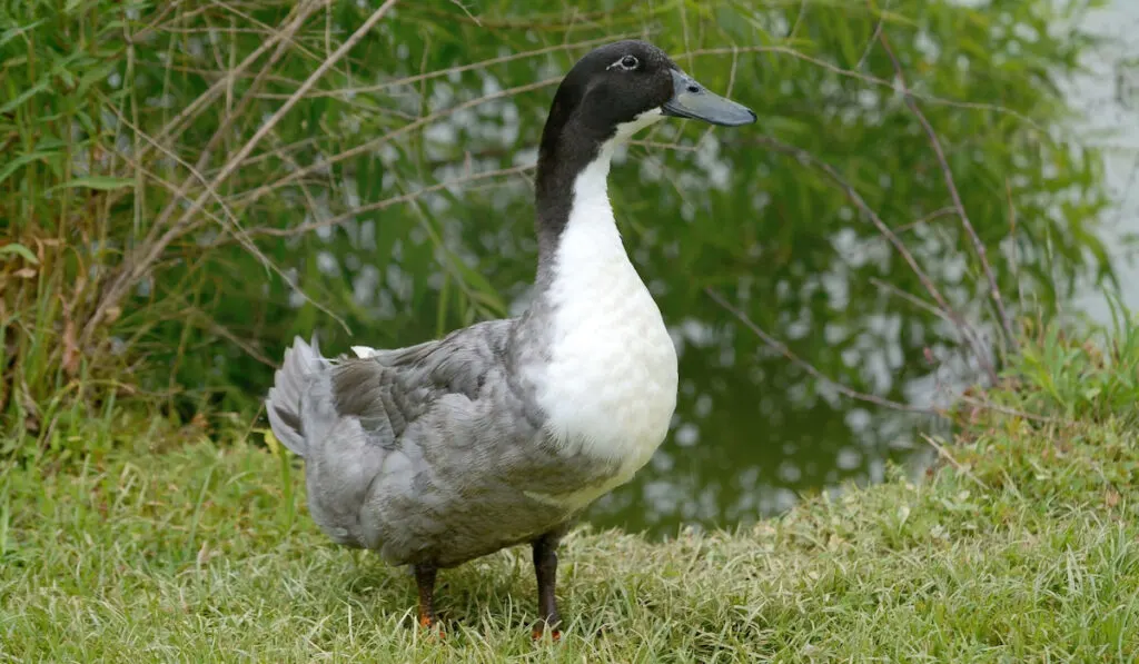 Blue Swedish Duck standing near pond