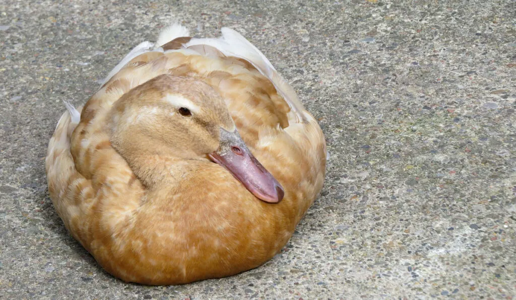 Buff Duck resting on the ground