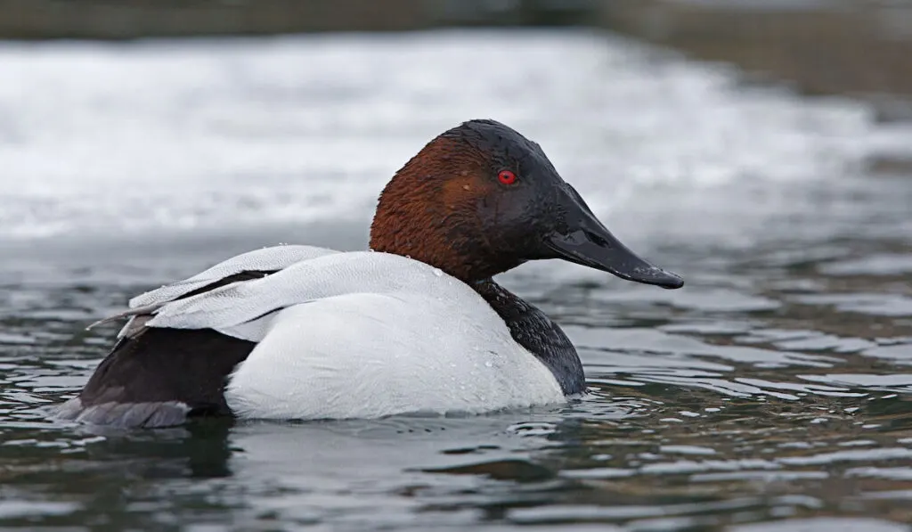 Canvasback Duck in icy water with ice berg on background