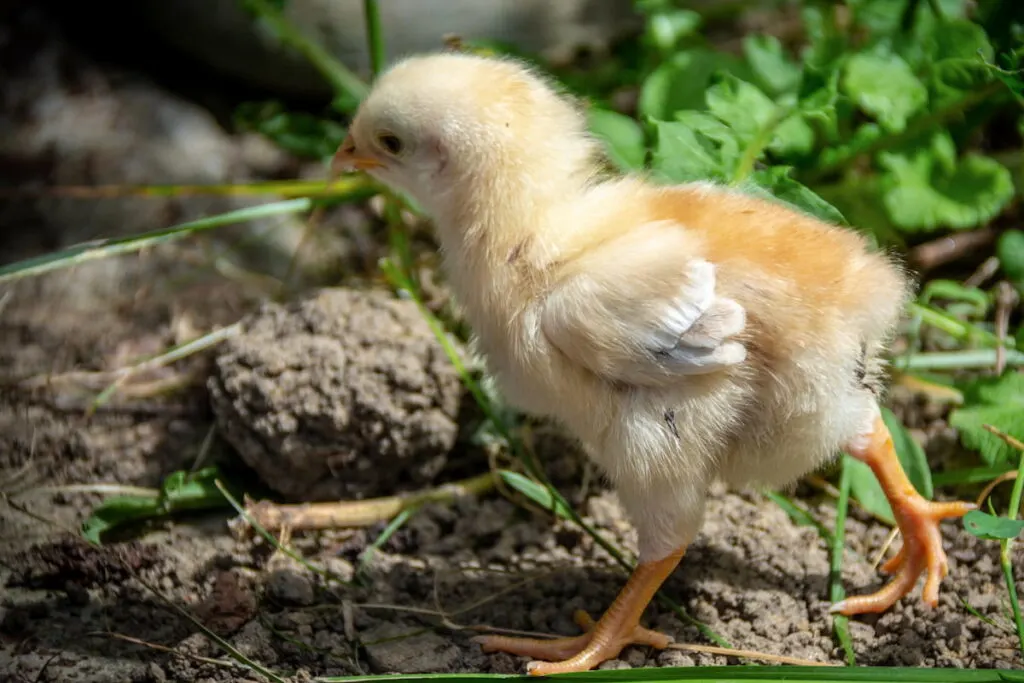 Chicken chick walks alone