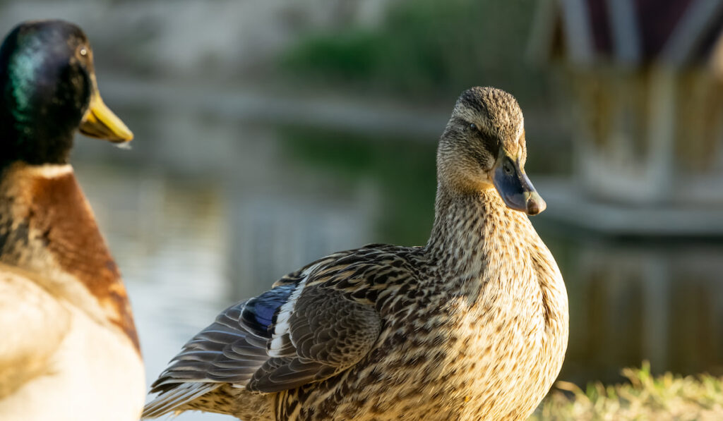Couple Rouen Ducks