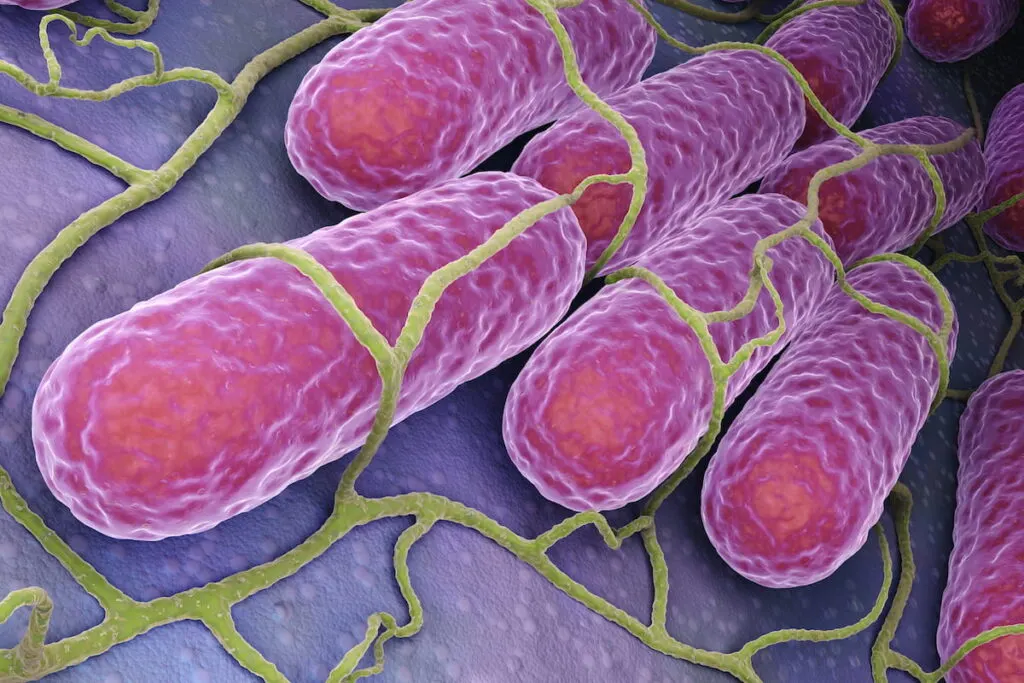 Culture of Salmonella bacteria