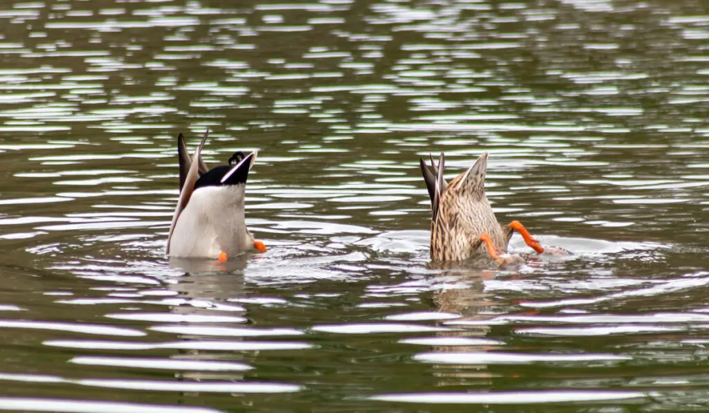 Dabbling mallard duck couple dabbles in a lake as waterbird to find food with orange feet and rump up