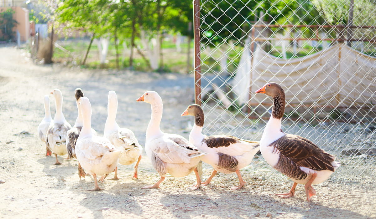 Can Ducks and Geese Breed? The Hip Chick