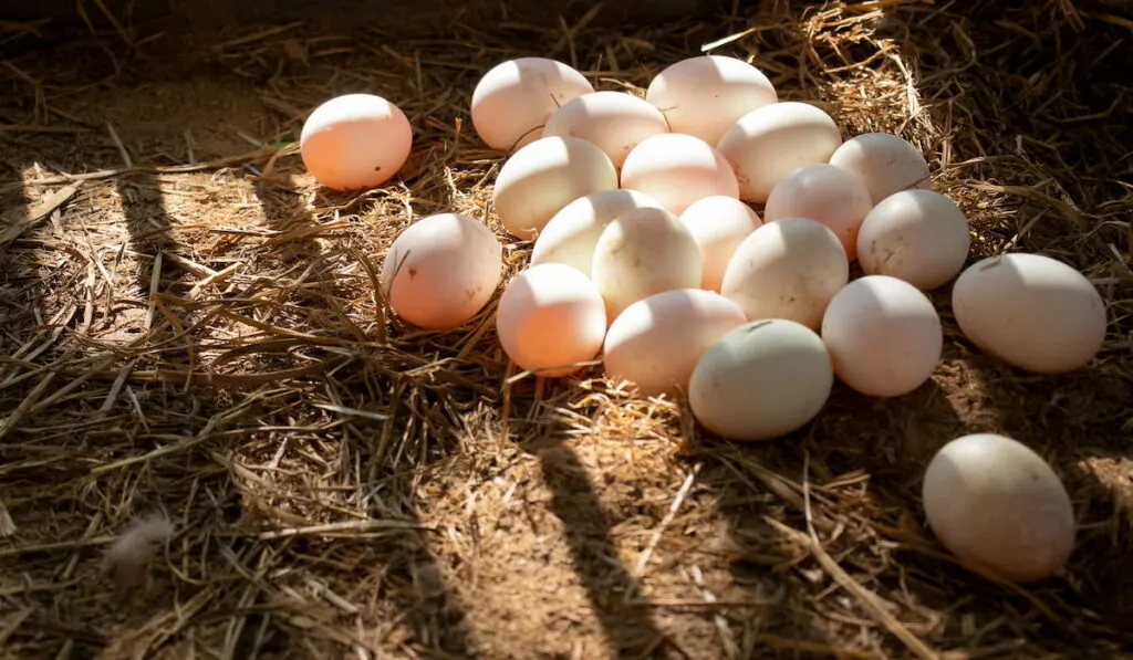 Duck eggs in the farm for cooking and the soft sunlight in the morning