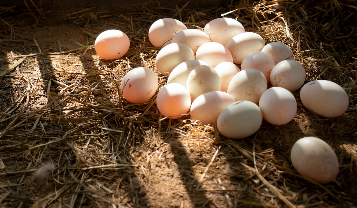 How Long Can Duck Eggs Be Cold? - The Hip Chick