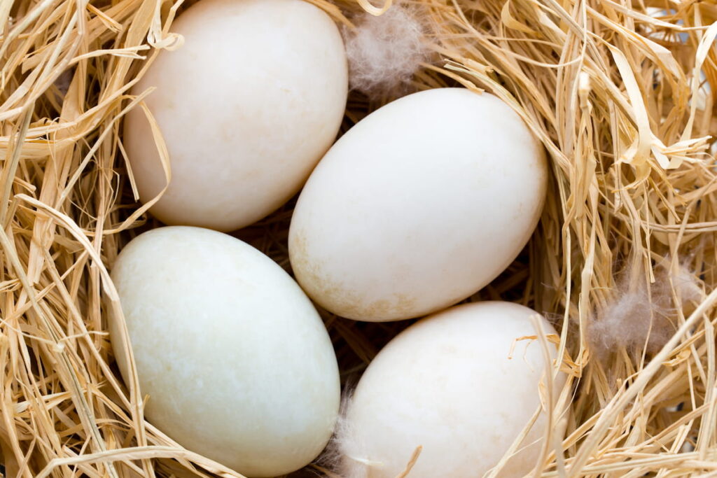 Duck eggs nest