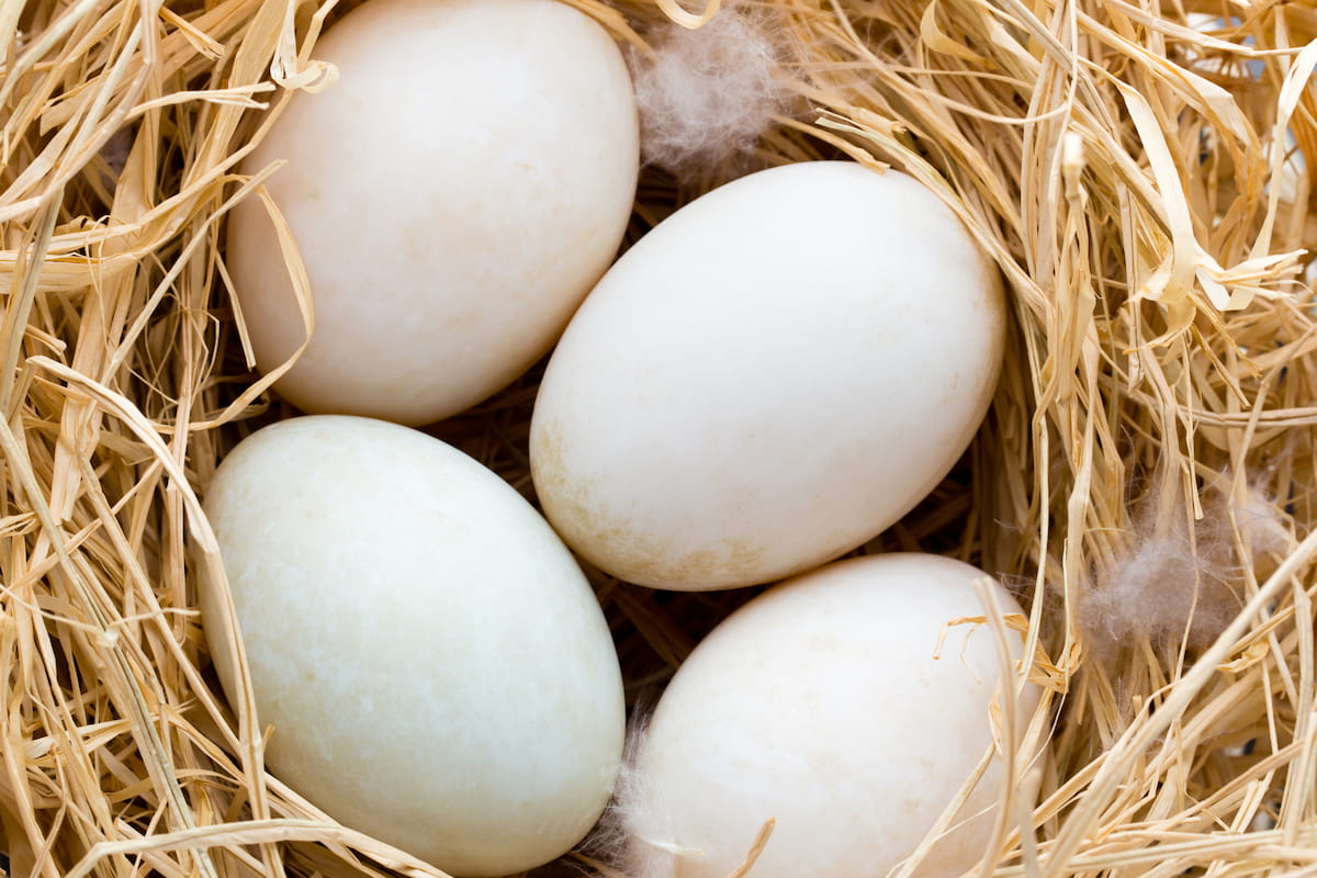 How Long Can Duck Eggs Be Cold? - The Hip Chick