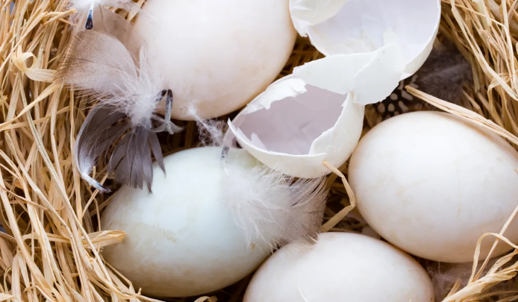 Duck eggs with crack egg in the center