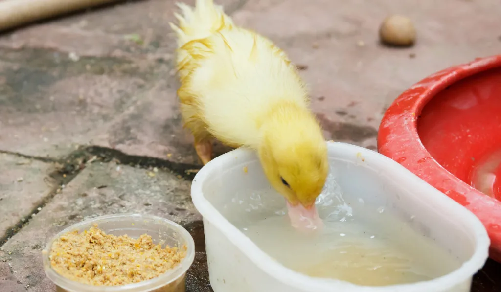 Ducklings eating food.