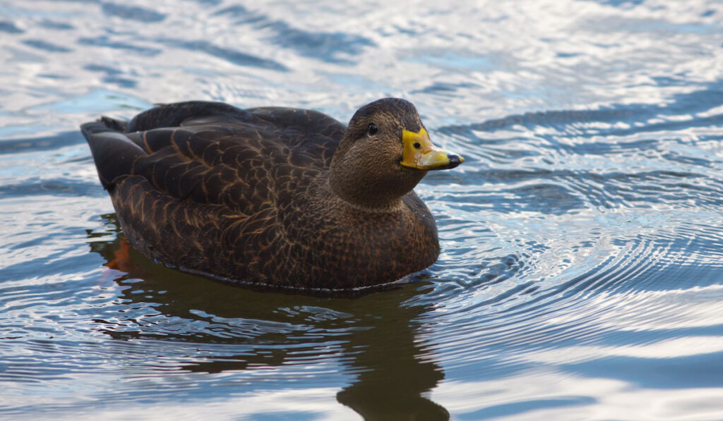 Female American Black Duck swimming on a pond
