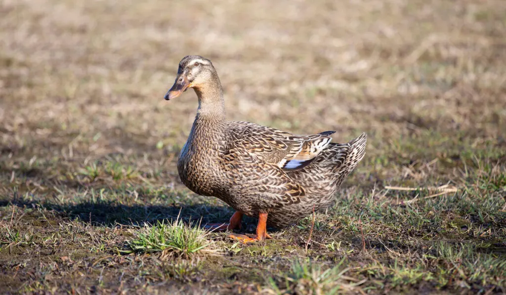 Female Rouen Duck on the farm