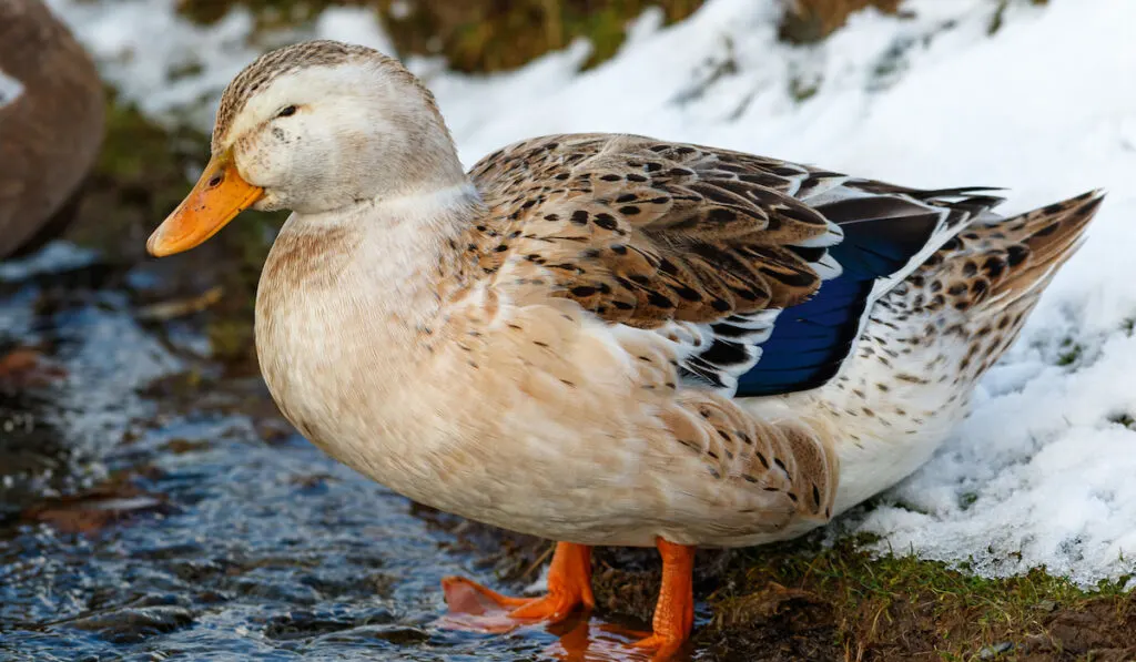 Female Silver Appleyard domestic duck standing in shallow water with a small patch of snow behind