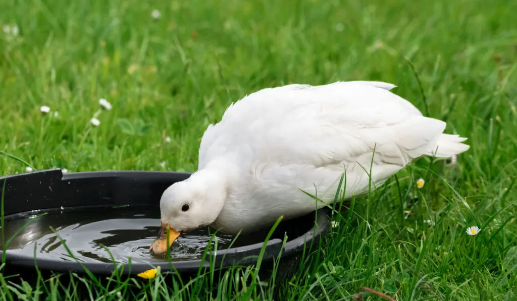 Female white call duck drinking water