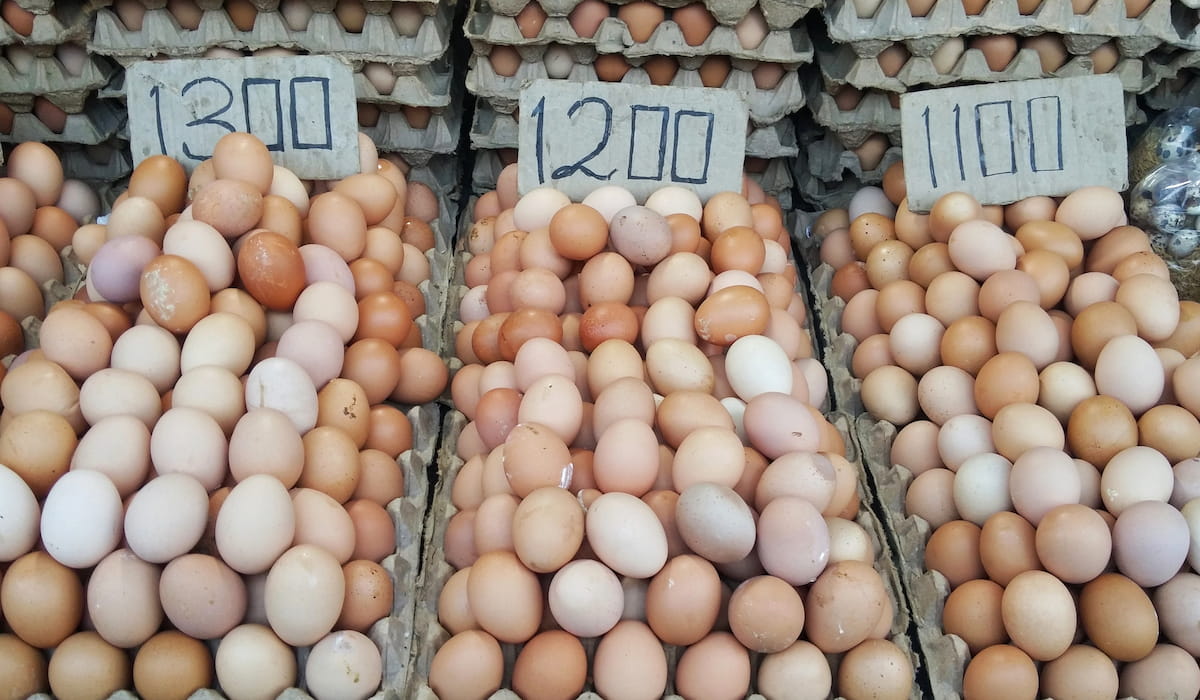 7 Reasons Duck Eggs Are Not Sold in Stores The Hip Chick