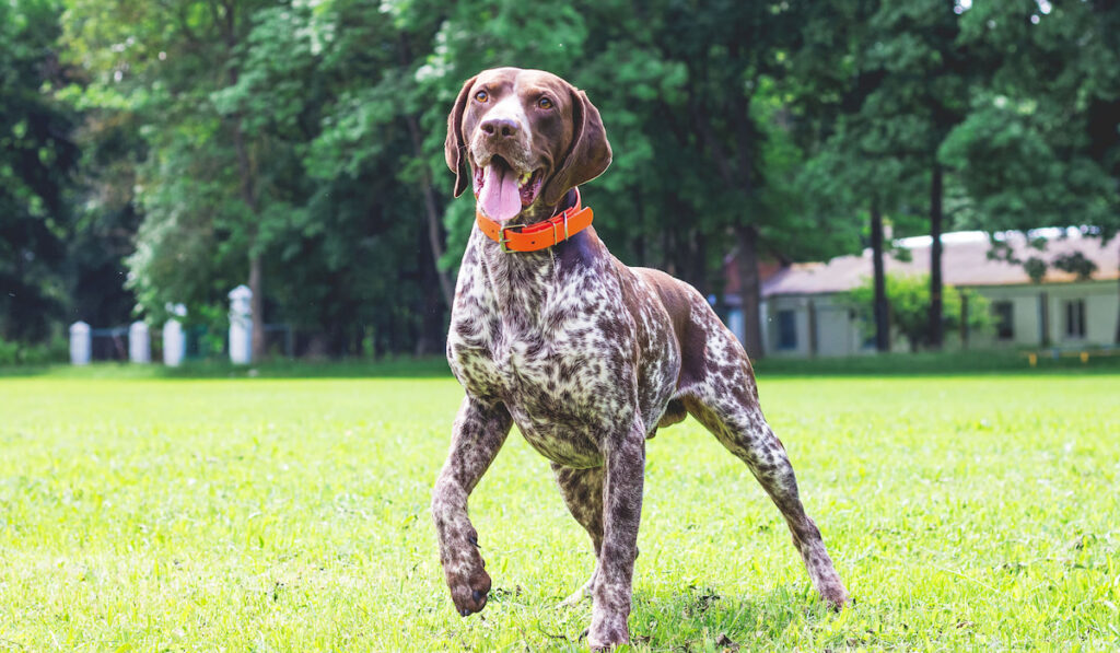 German shorthaired dog running on the lawn grass in the park