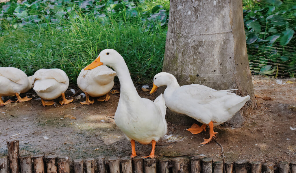 Group of Peking Ducks eating and standing on a duck farm