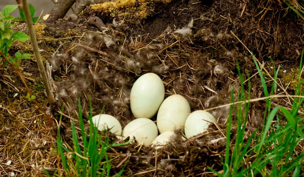 In a warm and soft nest