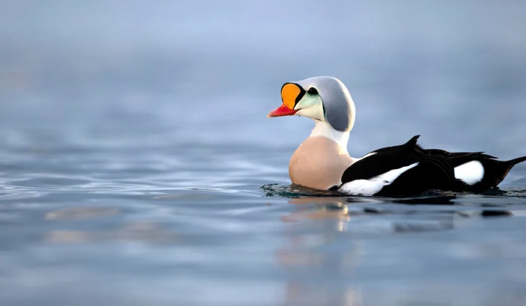 King Eider (Somateria Spectabilis)  swimming on a lake