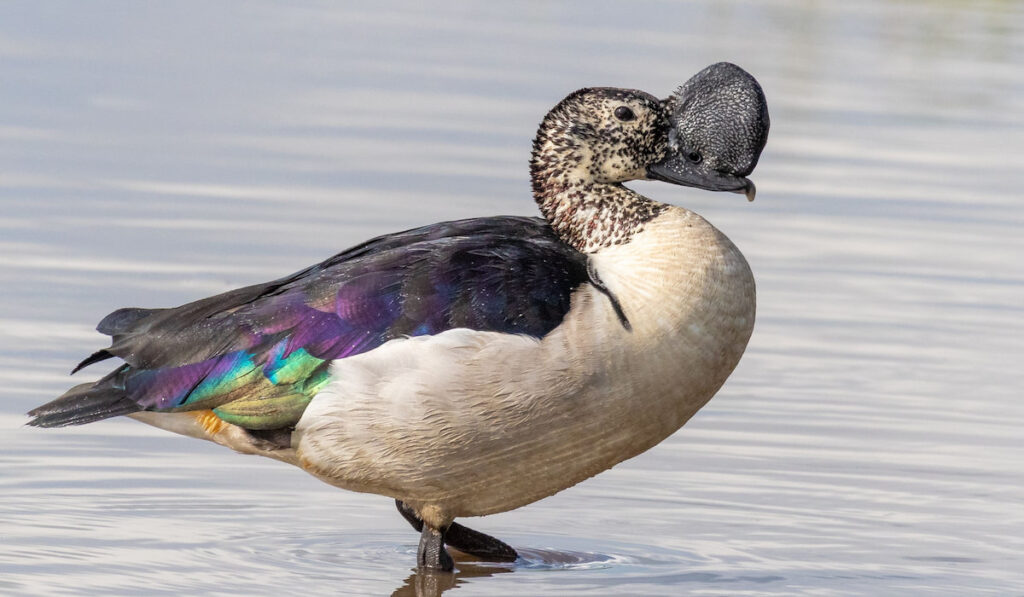 Knob-billed Duck drake in shallow water

