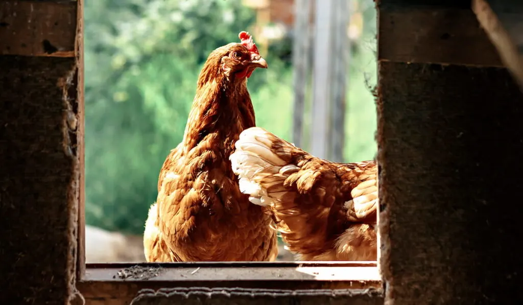 Laying hens in the coop