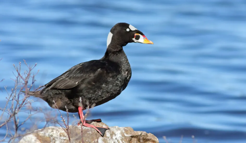 Male Surf Scoter Duck standing on a rock near lake