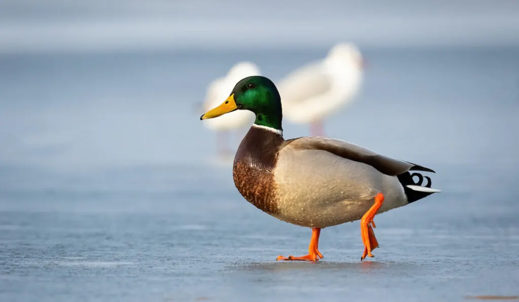 Male mallard duck walking on ice on frozen river in winter at sunrise