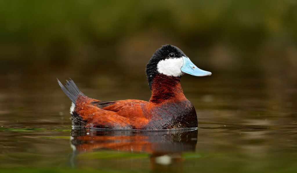 Male ruddy duck on beautiful green colored lake water surface
