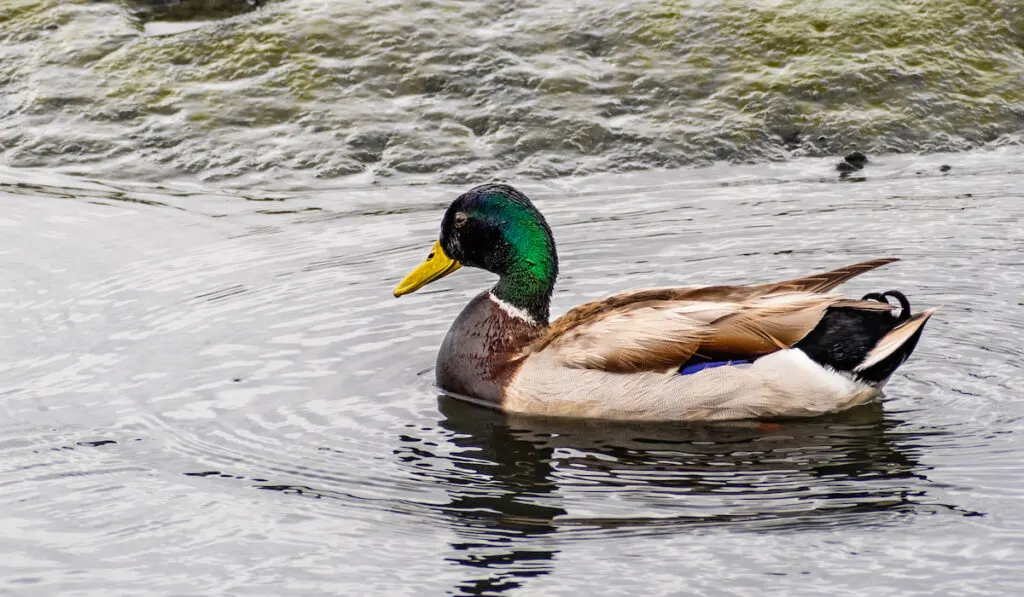 Mallard duck swimming on a pond