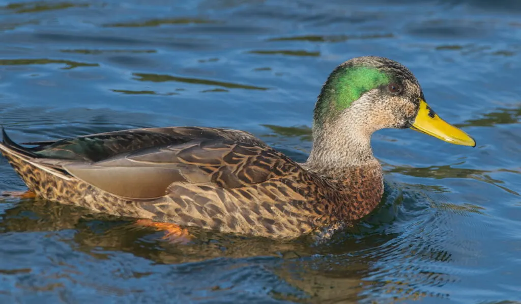 Mallard x Mottled Duck hybrid