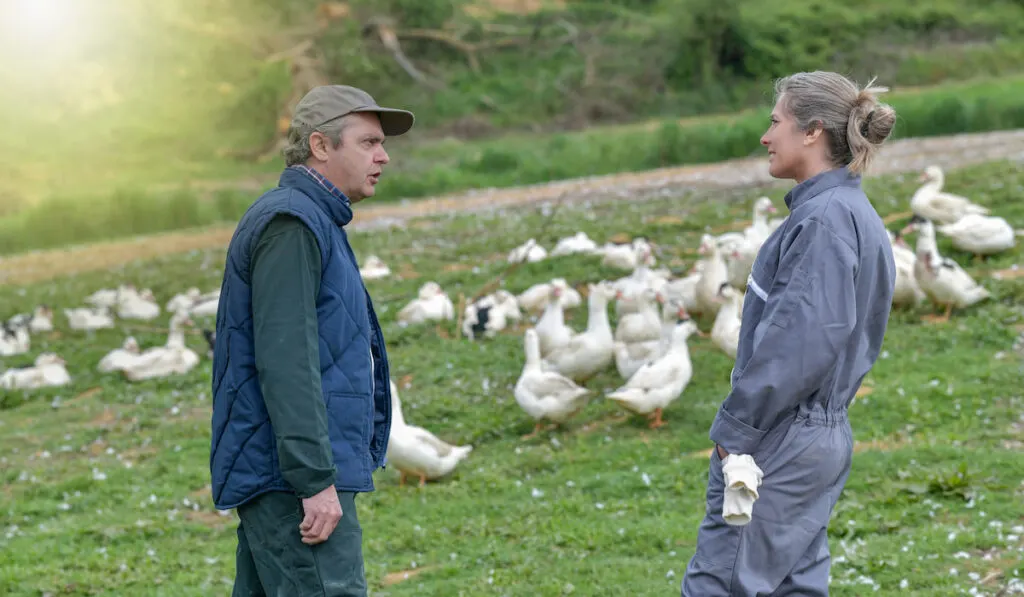 Man with the woman farmer discussing about the ducks with herd of ducks on the background