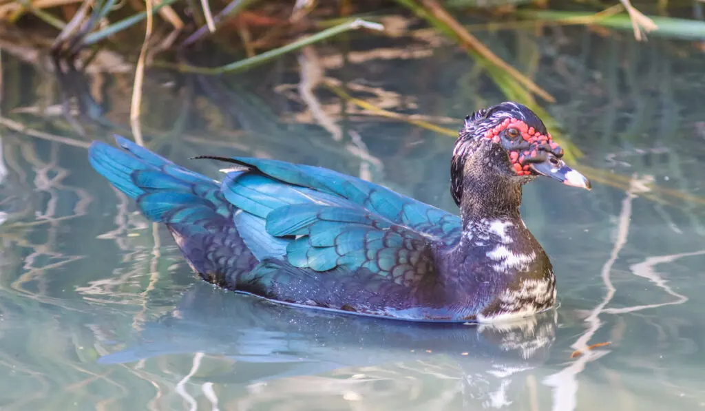 Muscovy Duck on a pond